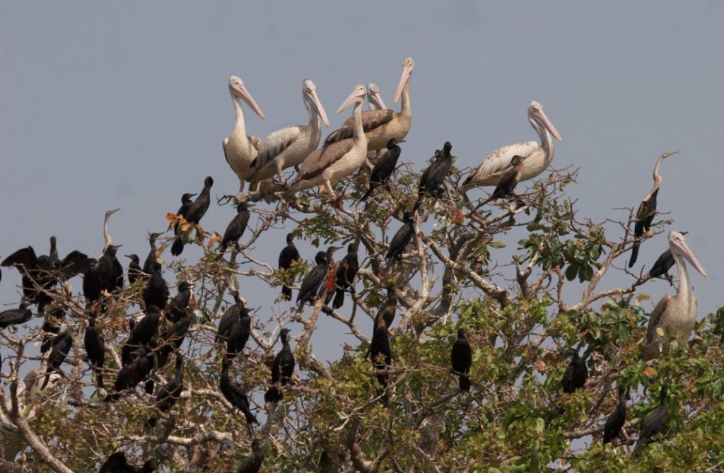 new-Prek Toal Bird Sanctuary Floating Village.jpg